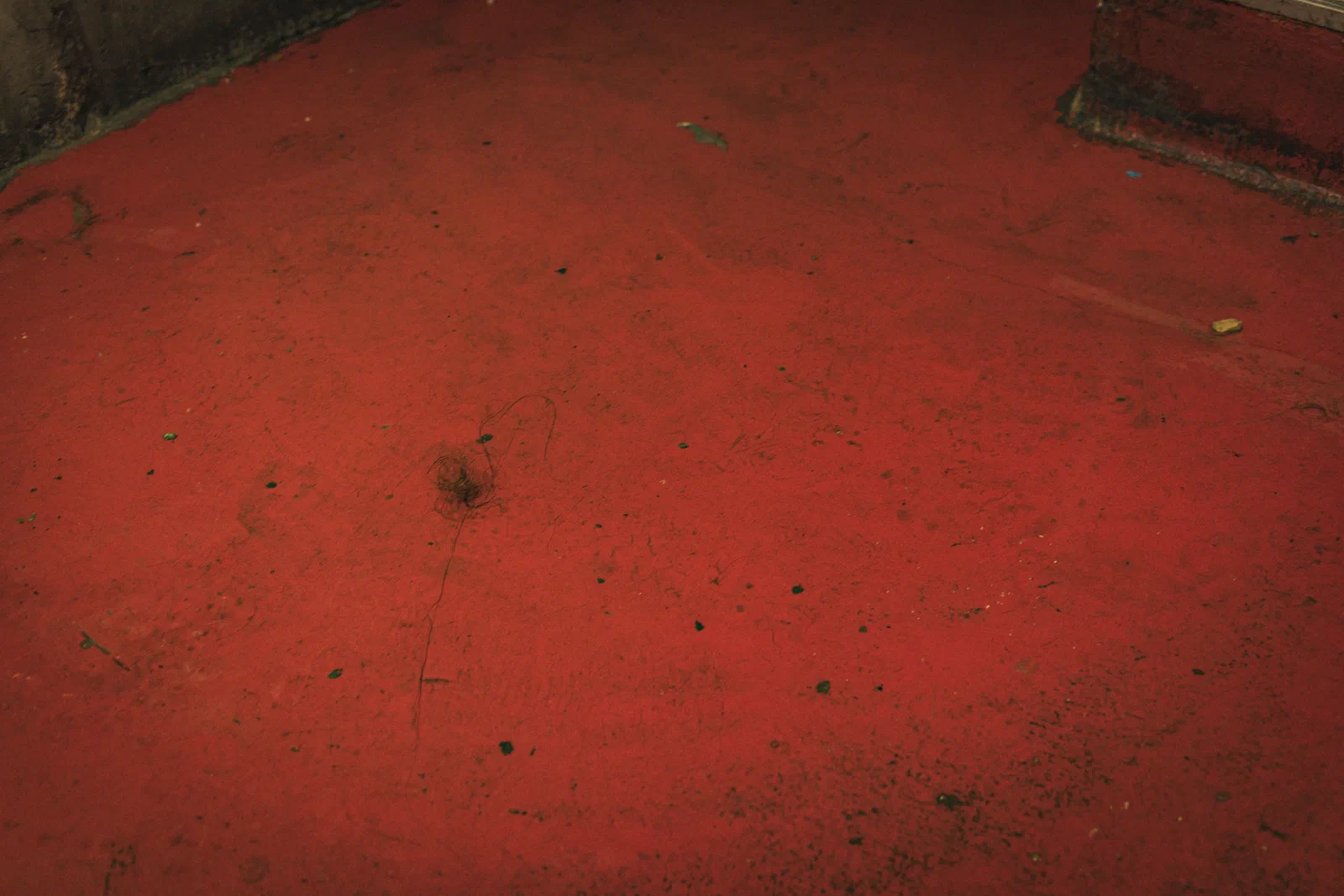 Touffe de perruque, perdue dans l’océan rouge.