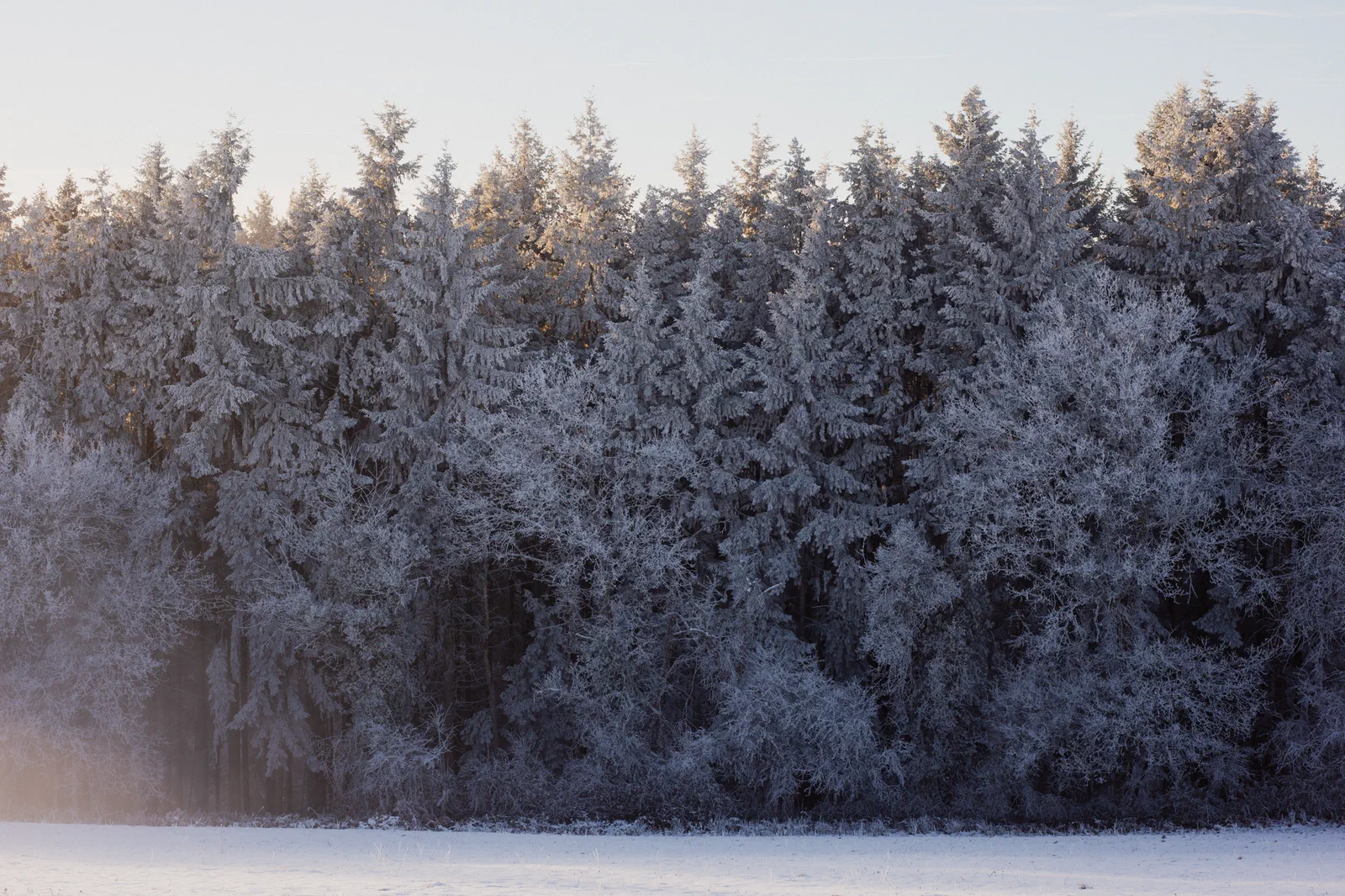 La forêt enneigée, sur le versant Sud de la Bosse. Ce versant fait aussi l'objet de dépôts diffus de résidus miniers, d'après le rapport Géodéris. Isolés dans la nature, ils ne sont pas considérés comme une source de pollution importante. Certains habitants craignent néanmoins qu'ils soient remobilisés par la future exploitation.